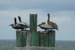 PICTURES/Mobile Bay Ferry/t_P1000814.JPG